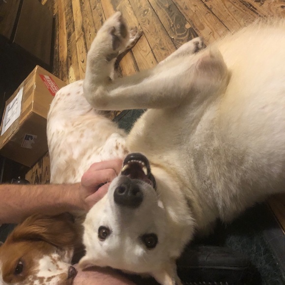 Meet your Posher, Elizabeth - Picture 16 of 16